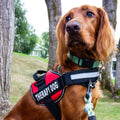 Harnais PawGuard Pro pour chiens avec système de réglage de la laisse