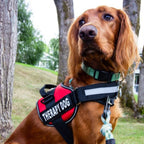 Harnais PawGuard Pro pour chiens avec système de réglage de la laisse