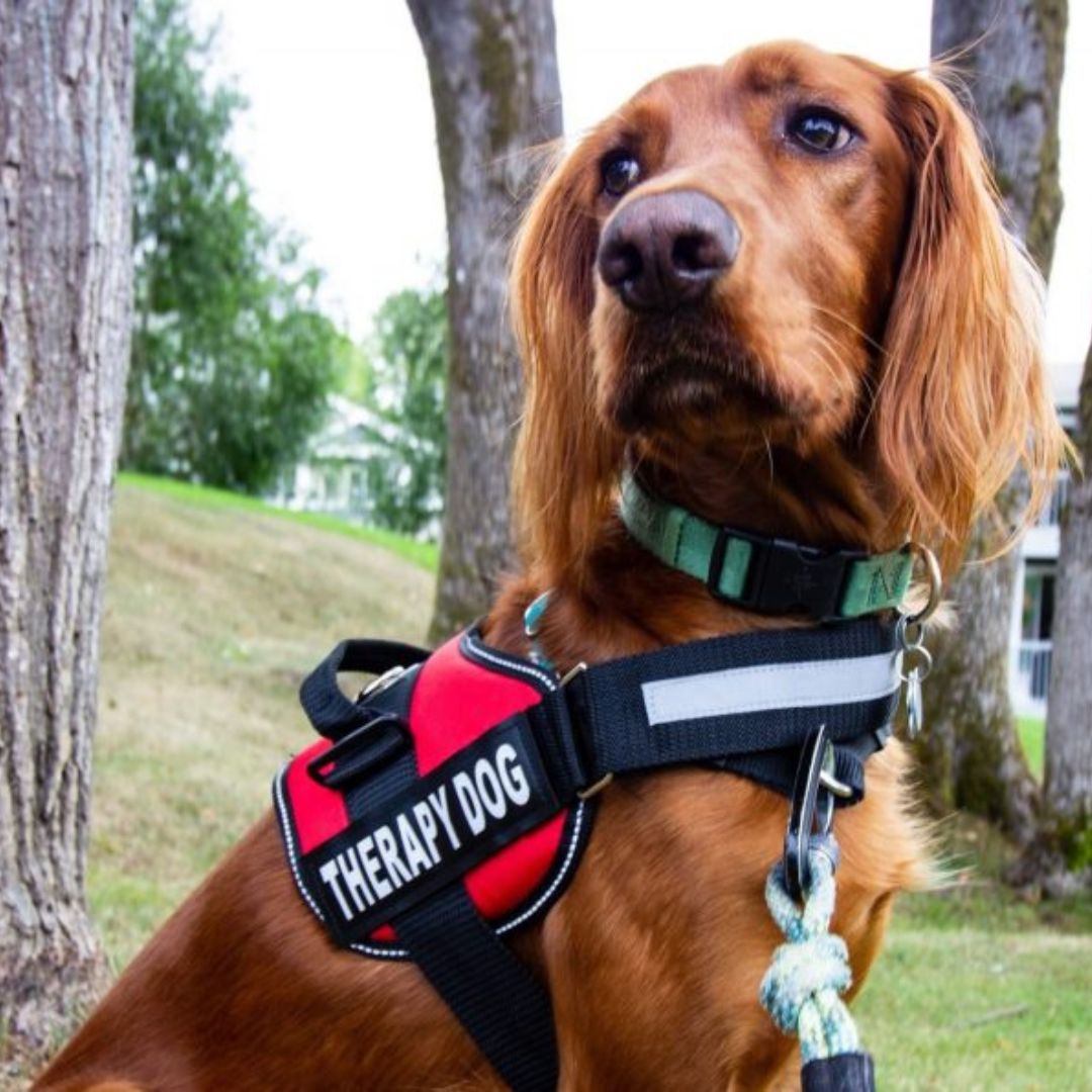 Harnais PawGuard Pro pour chiens avec système de réglage de la laisse
