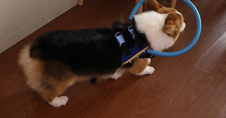 WandaPaws Blind Dog Harness With Guide And Bumper Collar