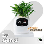 Ivy Desk Plant Pet
