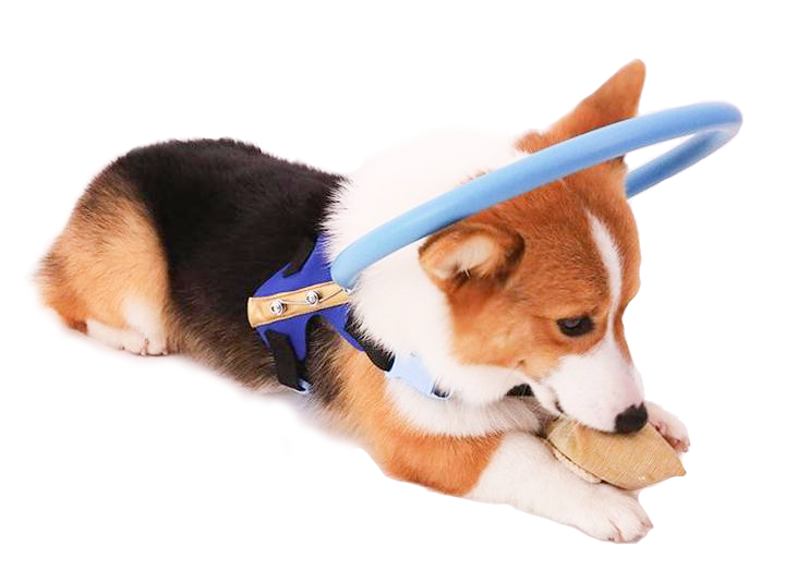 WandaPaws Blind Dog Harness With Guide And Bumper Collar