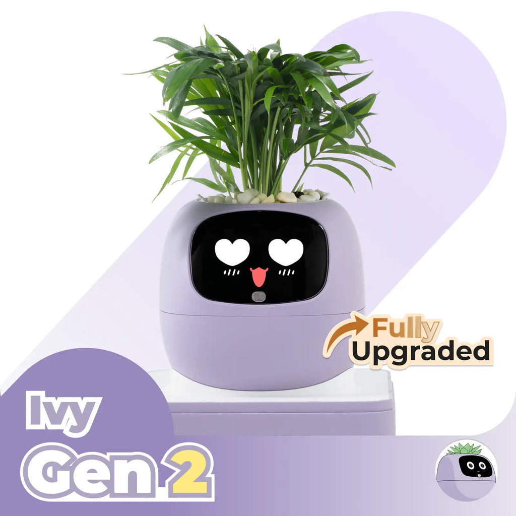 Ivy Desk Plant Pet