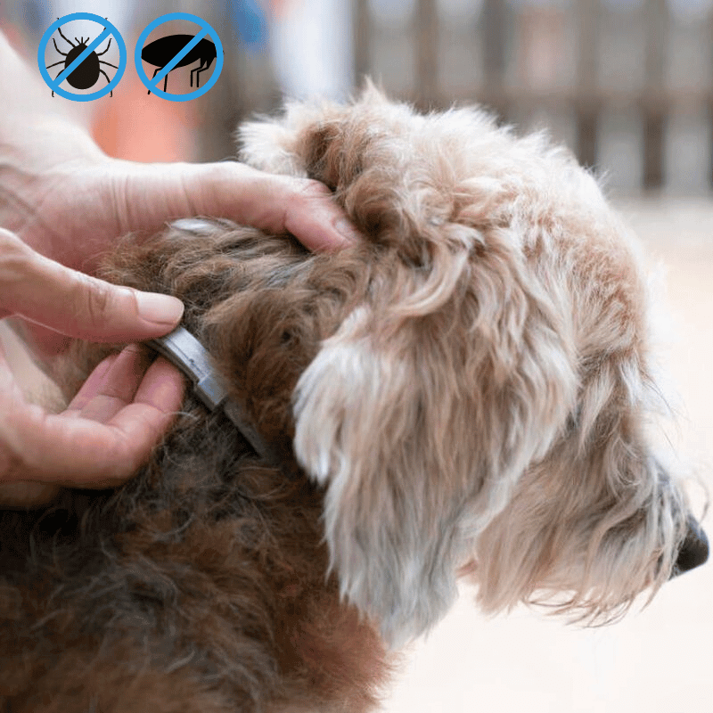 PawSafeGuard Dog Flea And Tick Prevention Collar For Outdoor Adventures