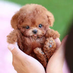 LumiPaws Plush Puppy With Lifelike Motion And Touch Response