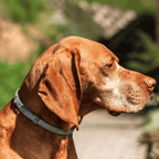 PawSafeGuard Dog Flea And Tick Prevention Collar For Outdoor Adventures