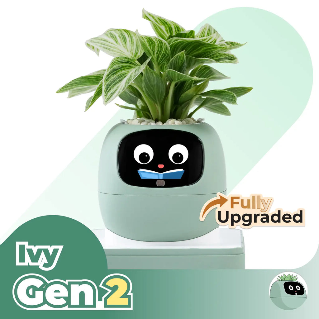 Ivy Desk Plant Pet