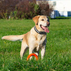 AeroPaw Pro Kablosuz Köpek Sınırlama Sistemi Güvenli Bahçe Gezintisi İçin