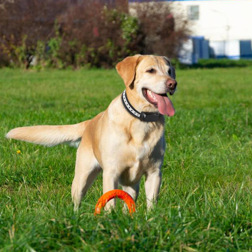 AeroPaw Pro Wireless Dog Containment For Safe Yard Roaming