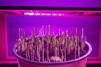 Lampe de croissance LED USB alimentée pour plantes d'intérieur et hydroponie