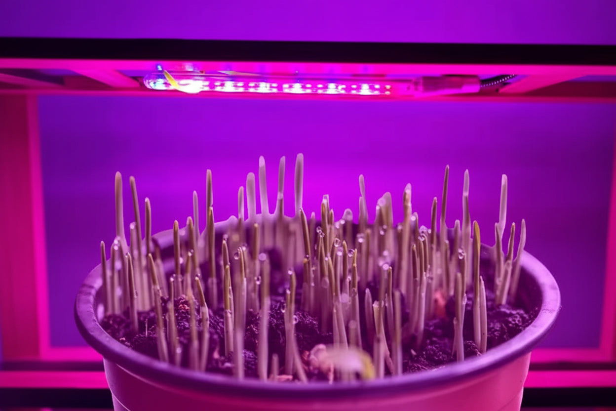 Lampe de croissance LED USB alimentée pour plantes d'intérieur et hydroponie