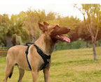 True Love Geschirr mit reflektierendem Anti-Zug für aktive Hunde