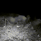 FaunaScout nattsyn viltkamera for utendørs dyreliv