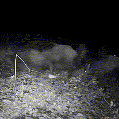 SylvaCam Scout Night Vision Trail Camera For Wildlife Outdoors