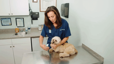 PawGuard Pro körömvágók okos érzékelő technológiával