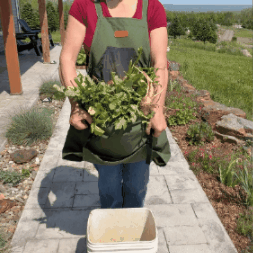 Wearable Harvest Carrier for Comfortable Garden Harvesting