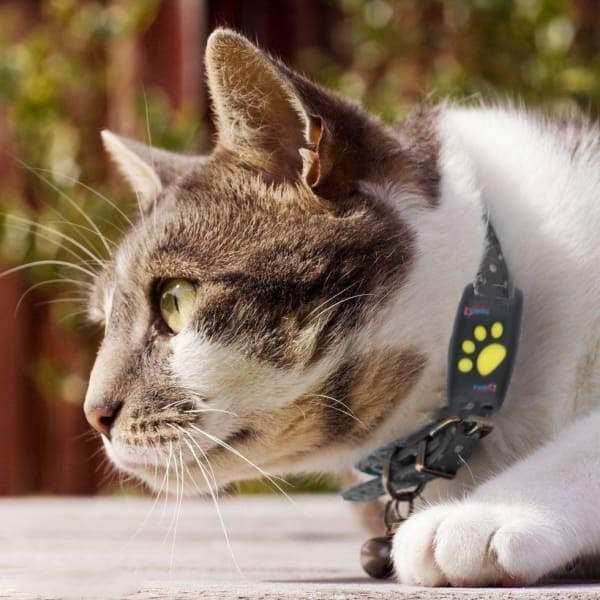 PawGuard Kedi Bulucu Mikroçip ve GPS Takibi ile