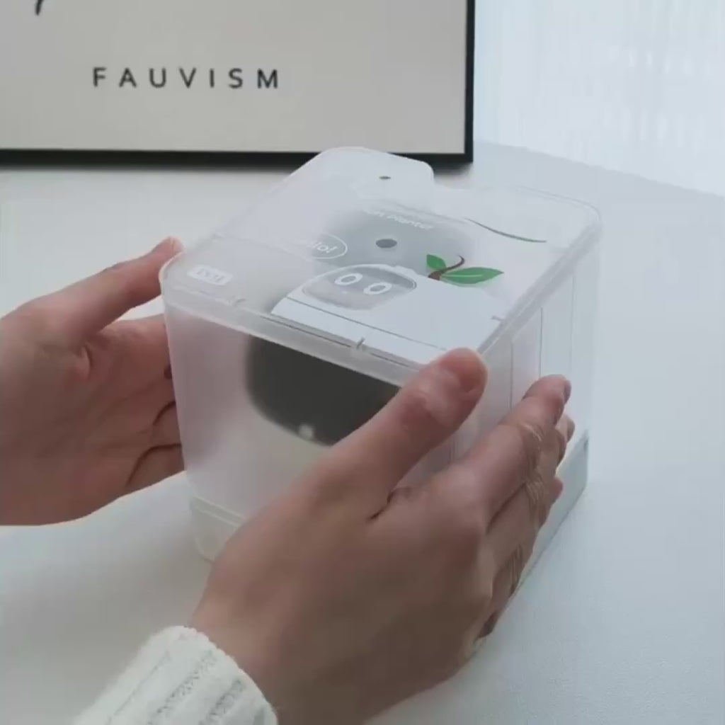 Ivy Desk Plant Pet